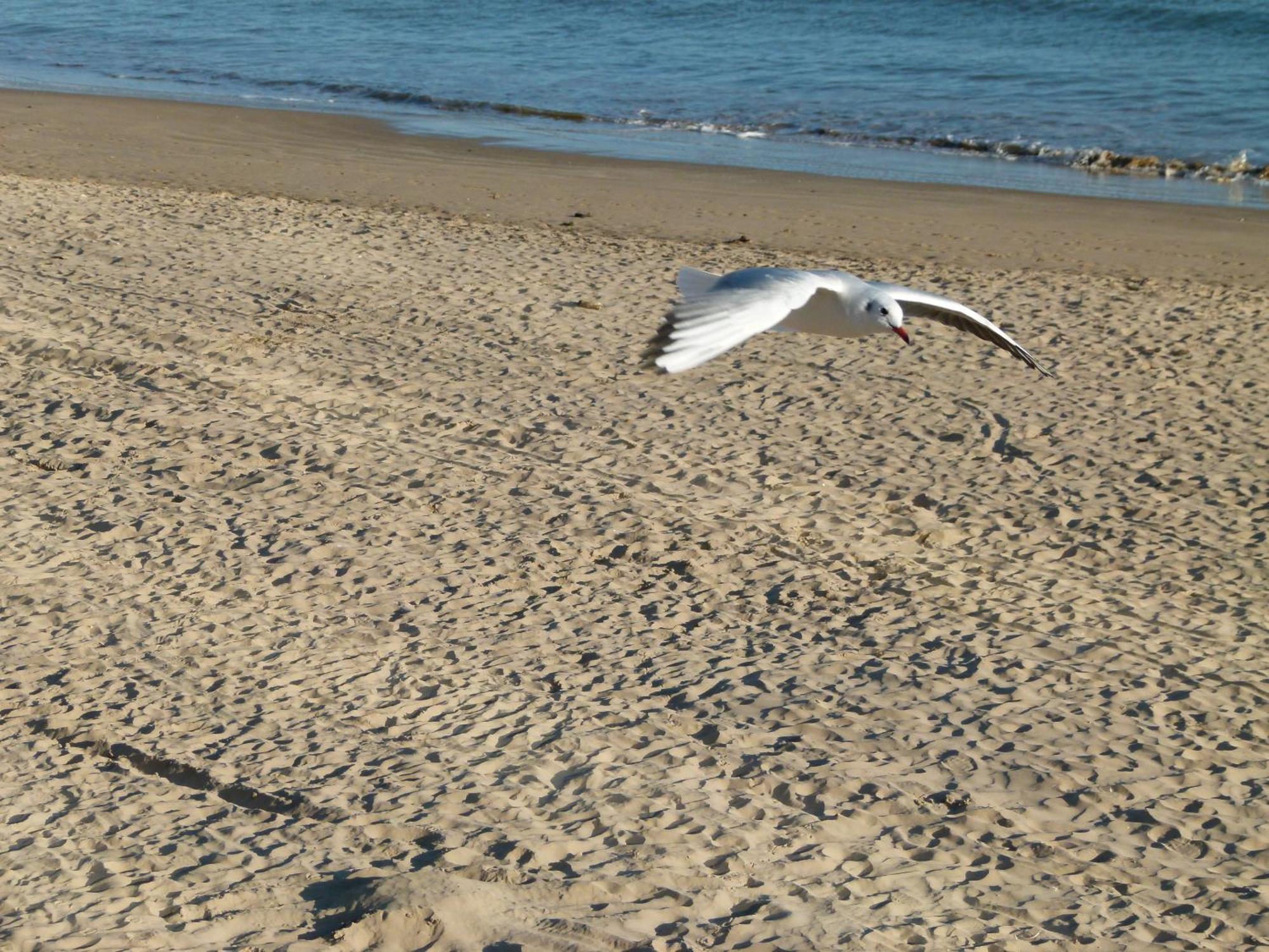 Appartements Front De Mer Sables D'Olonne Les Sables-dʼOlonne Dış mekan fotoğraf